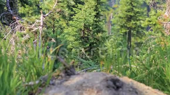 华盛顿州夏季山腰的绿草带风视频的预览图
