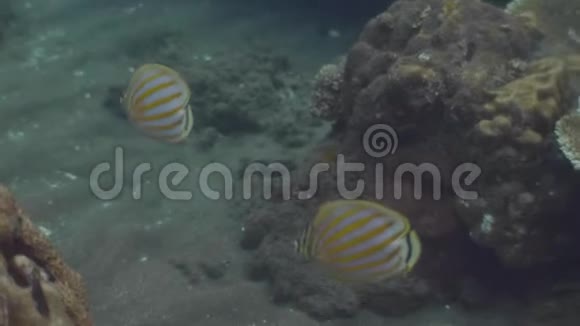 在海底海底的珊瑚礁附近游泳的外来鱼类水下拍摄热带鱼在清澈的海水中游泳视频的预览图