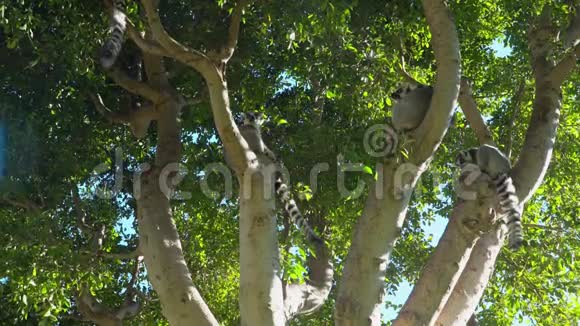 马达加斯加狐猴坐在树枝上休息视频的预览图