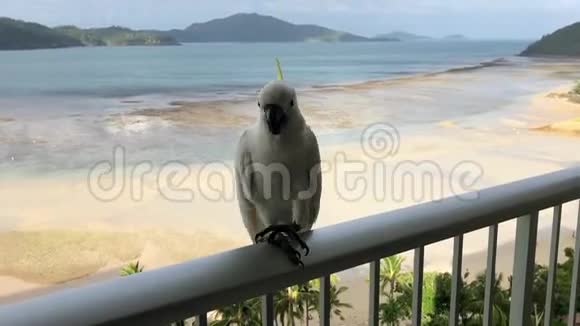 喂一只澳大利亚白黄色冠冠鹦鹉视频的预览图