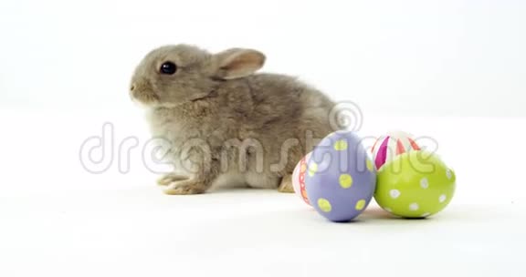 复活节彩蛋和复活节兔子视频的预览图