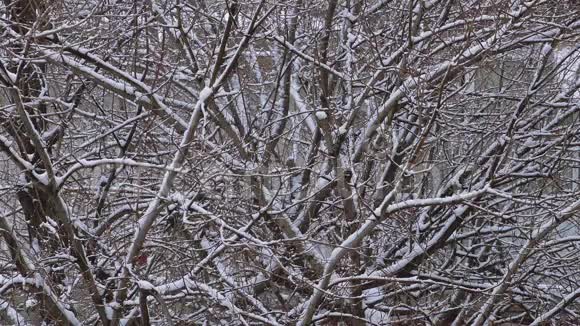 在冬季寒冷的环境中有降雪的树枝视频的预览图