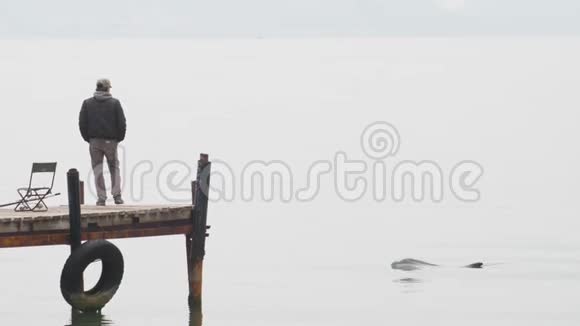 海豚鱼鳍在一个木墩和一个游客旁边视频的预览图