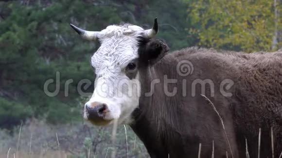 黑白牛在森林附近的草地上吃草视频的预览图