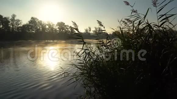 河岸上的日出右边第一个平面图上有特写芦苇的景观和水上冲浪的烟雾视频的预览图
