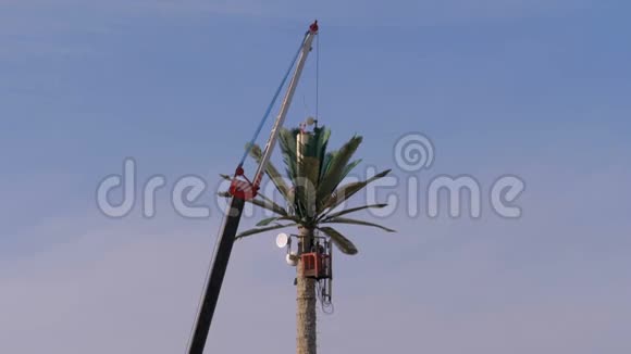 棕榈树与天空相映成趣的手机塔视频的预览图