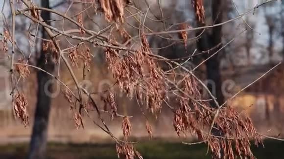 秋天树干枝叶的特写季节视频的预览图