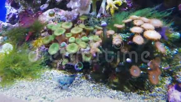 威基基水族馆底部的曼达里菲什视频的预览图