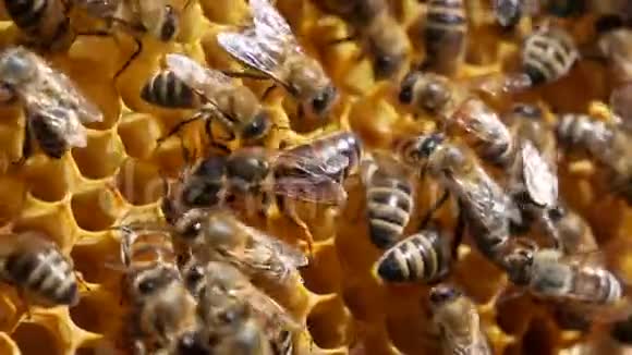 米斯特雷斯蜂群在夏天蜂王每天可产1000个鸡蛋是蜜蜂繁殖所必需的视频的预览图