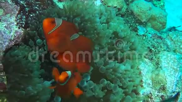 一对栗色小丑鱼在泡泡尖上游泳视频的预览图