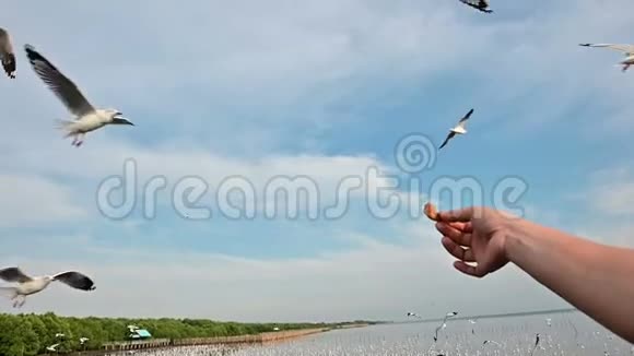 手拿食物的慢动作给海鸥飞翔飞来飞去吃东西视频的预览图