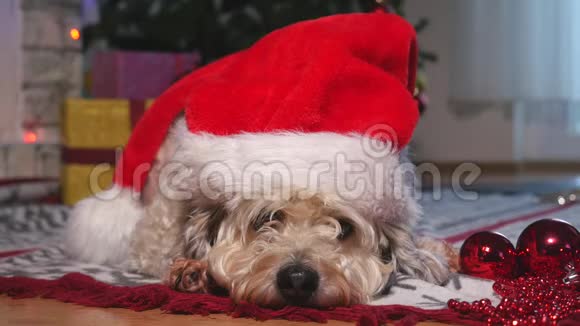可爱的小狗戴着圣诞帽躺在地板上等待圣诞节视频的预览图