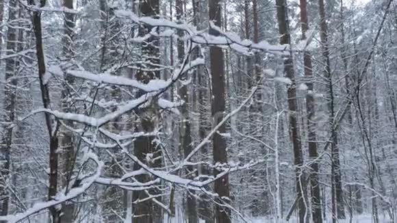 走在一条被大雪覆盖的森林里的小路上POV稳定视角视频的预览图