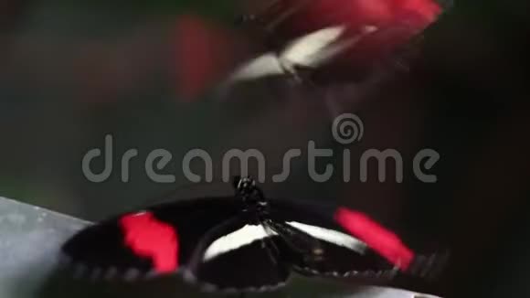 黑色和红色的翅膀海利康纽斯梅波门蝶视频的预览图