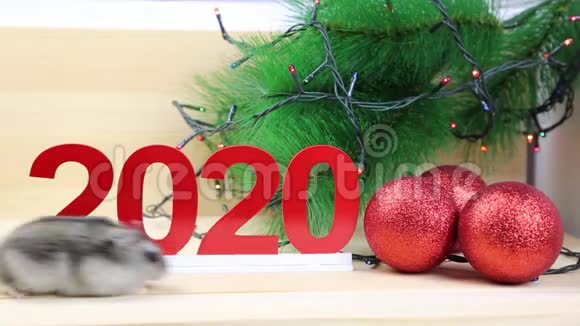 云杉树枝间的圣诞老鼠视频的预览图
