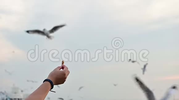 海鸥从手中缓慢地捕捉食物视频的预览图