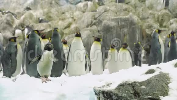 一群企鹅在雪地里狂野的自然视频的预览图