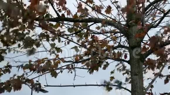 秋高气爽的落叶随风飘落视频的预览图