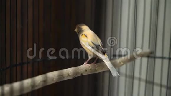 黄鹦鹉正坐在笼子里的秋千上视频的预览图