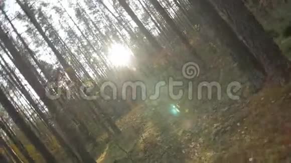 相机在森林中垂直旋转360度视频的预览图