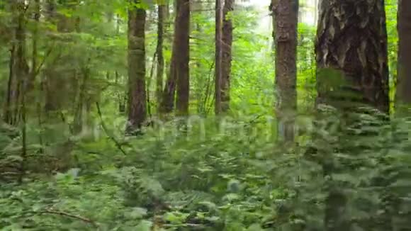 夏季北部森林视频的预览图
