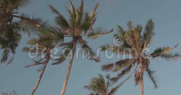 棕榈树的叶子在蓝天背景下随风摇摆视频的预览图