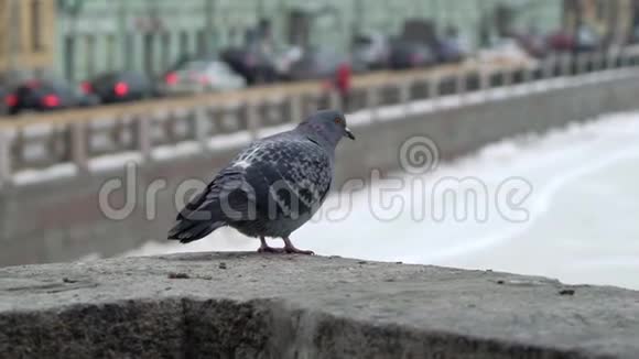 冬天城市里的灰鸽子飞视频的预览图