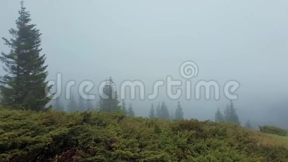 寒风吹在山顶上松树和杉树常绿矗立在雾蒙蒙的云层里视频的预览图