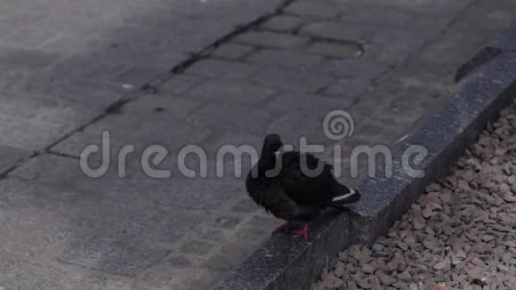 市街上两只鸽子视频的预览图