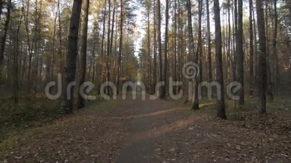 相机在森林中垂直旋转360度视频的预览图