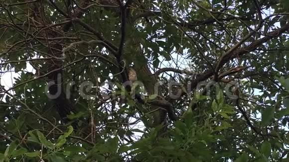 棕色鸟在树上歌唱视频的预览图
