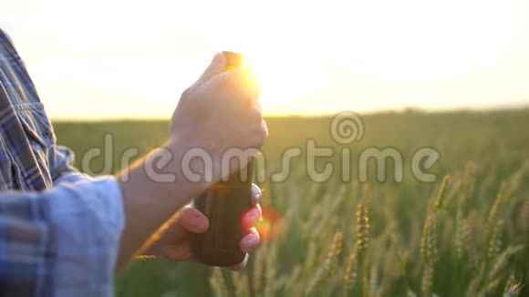 日落时分人们在成熟麦田的背景上打开一瓶啤酒一个人手打开一瓶啤酒太阳镜头视频的预览图