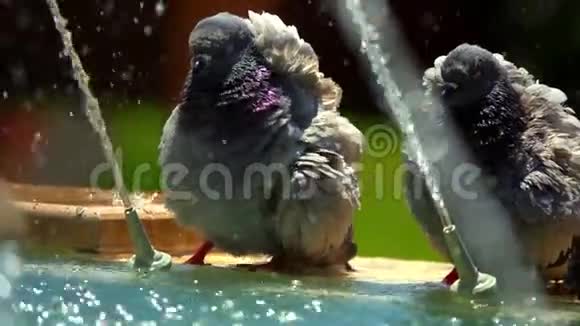 鸽子靠近喷泉水视频的预览图