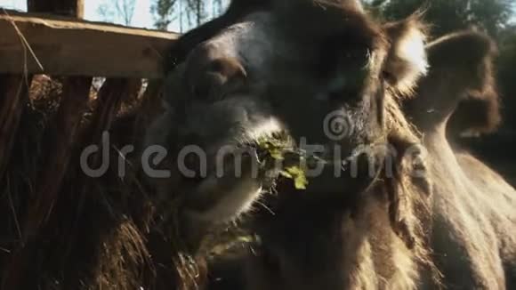 骆驼吃得慢视频的预览图