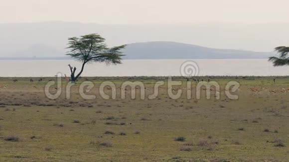 一群瞪羚从非洲草原上的掠夺者迅速奔跑视频的预览图