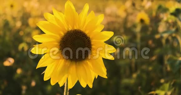 4K葵特写一片向日葵的田野阳光下鲜艳的黄色向日葵视频的预览图