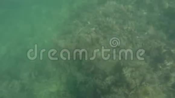 人类在靠近海岸的浑浊的绿色海水中潜水视频的预览图
