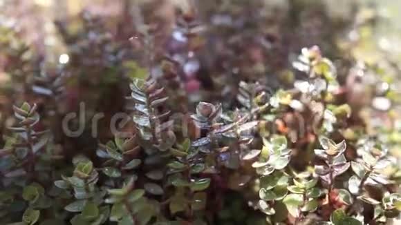 天然新鲜植物绿叶和水滴特写视频的预览图