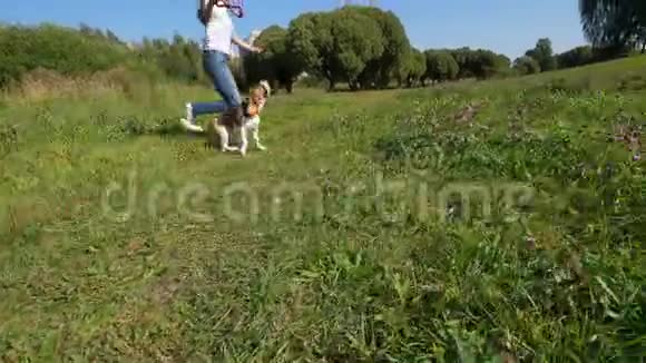 快乐的女人跑在田里玩小猎犬小狗跳着去抓玩具视频的预览图