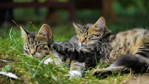 两只可爱的小猫躺着在夏天的草地上缓慢地睡觉视频的预览图