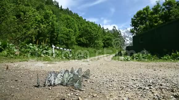 一群蝴蝶它们长着青色的翅膀吸收营养在地面上逆着地面爬行视频的预览图