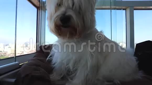美丽的白狗休息韦斯蒂梗狗视频的预览图