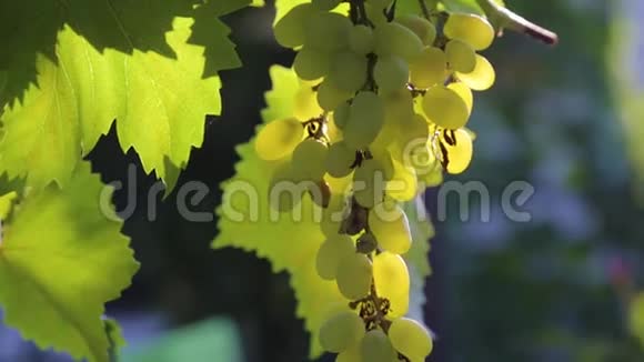 阳光下葡萄藤上的一串葡萄视频的预览图