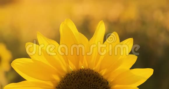 4K葵特写一片向日葵的田野阳光下鲜艳的黄色向日葵视频的预览图