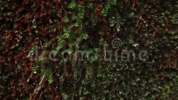墙面满是湿苔水滴从苔藓中掉下来台湾阿里山风景区森林的年代和湿度视频的预览图