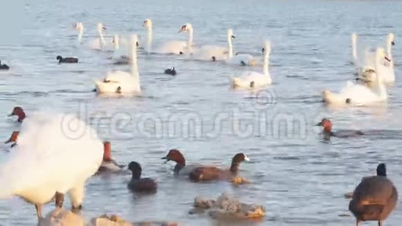 天鹅湖湖上的鸭子和天鹅视频的预览图