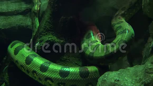 绿色蛇爬行动物视频的预览图