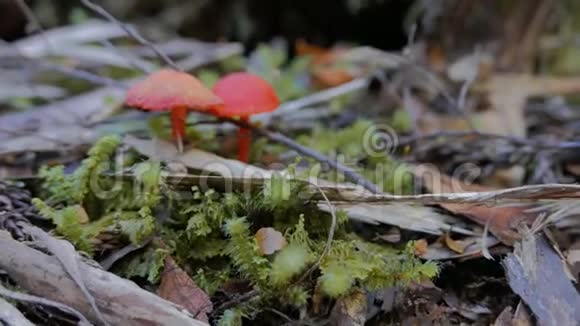 在圣克莱尔湖的热带雨林中拍摄的蘑菇视频的预览图