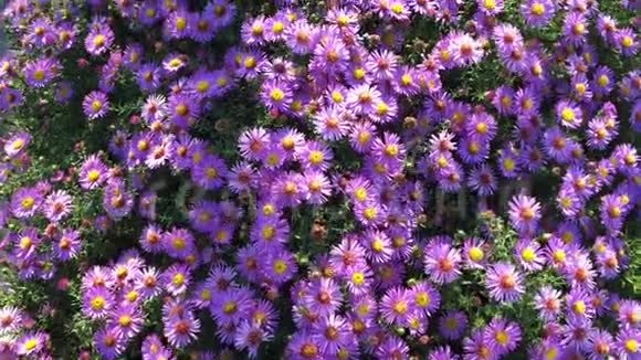 五颜六色的紫丁香紫薇花在阳光明媚的夏末生长和开花蜜蜂和蝴蝶飞来飞去视频的预览图