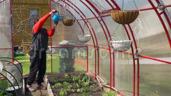 女农民在温室中浇灌植物视频的预览图